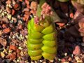 Crassula marchandii