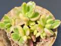 Cotyledon undulata